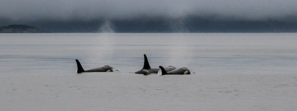 three orca's swimming in the water on a cloudy day