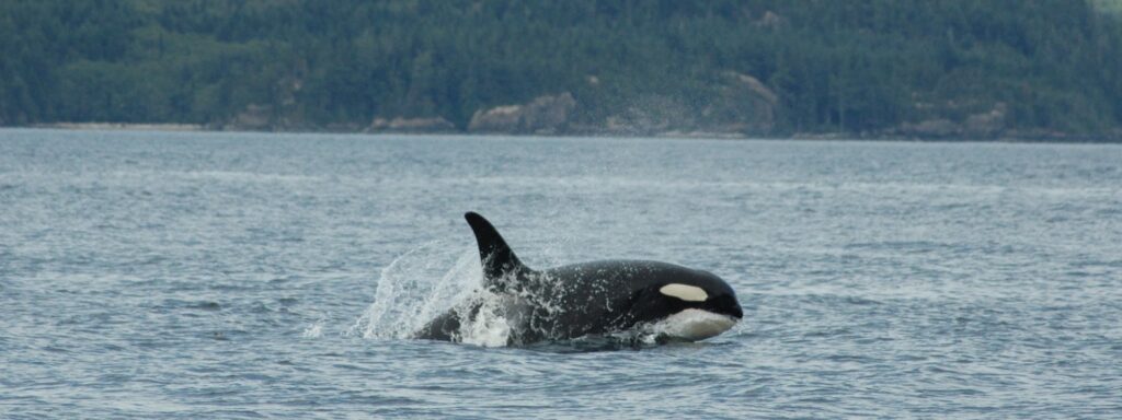 a black and white orca swimming in the water