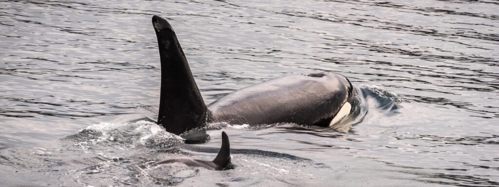 two black and white dolphins swimming in the water