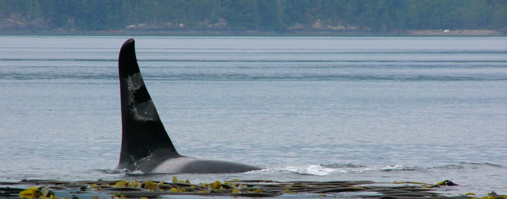 a large whale is in the water surrounded by plastic debris