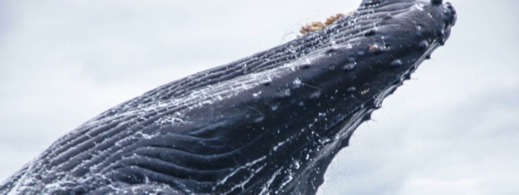 a close up of a humpback whale's mouth