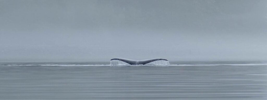 the tail of a whale is sticking out of the water