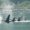 family of killer whales