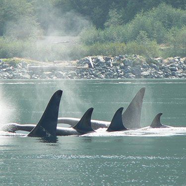 a group of orca's swimming in the water