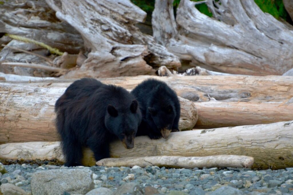 two black bears are playing on a log