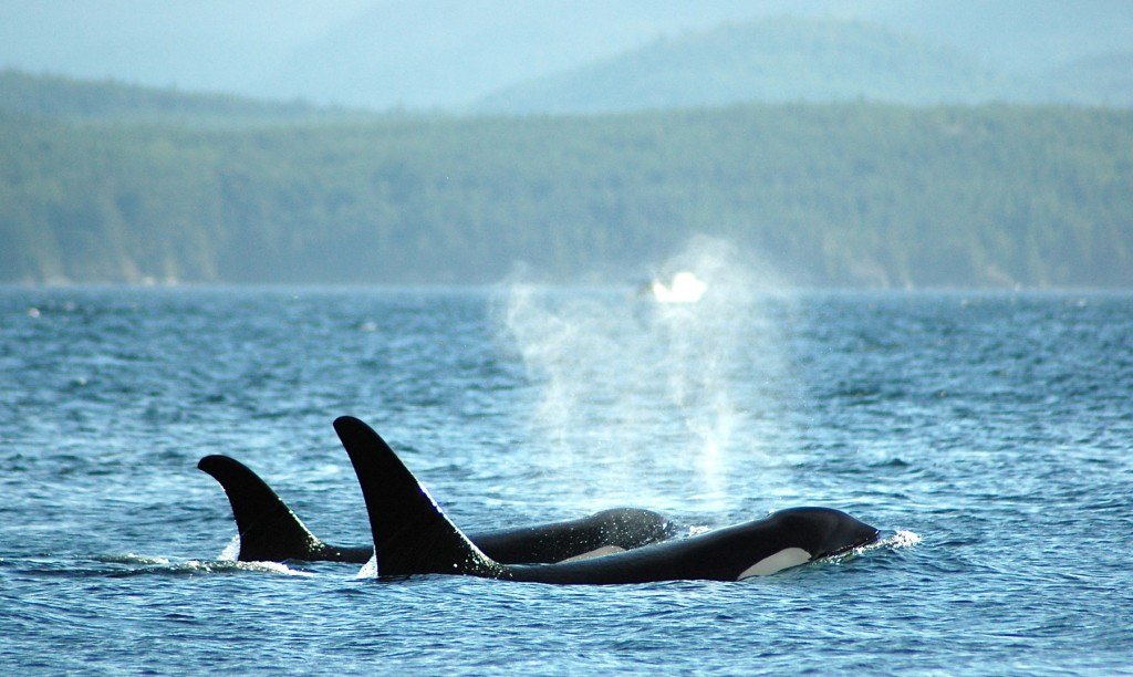 two orca whales swimming in the ocean