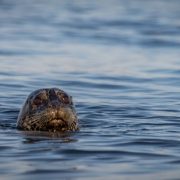 desolation-sound-1157