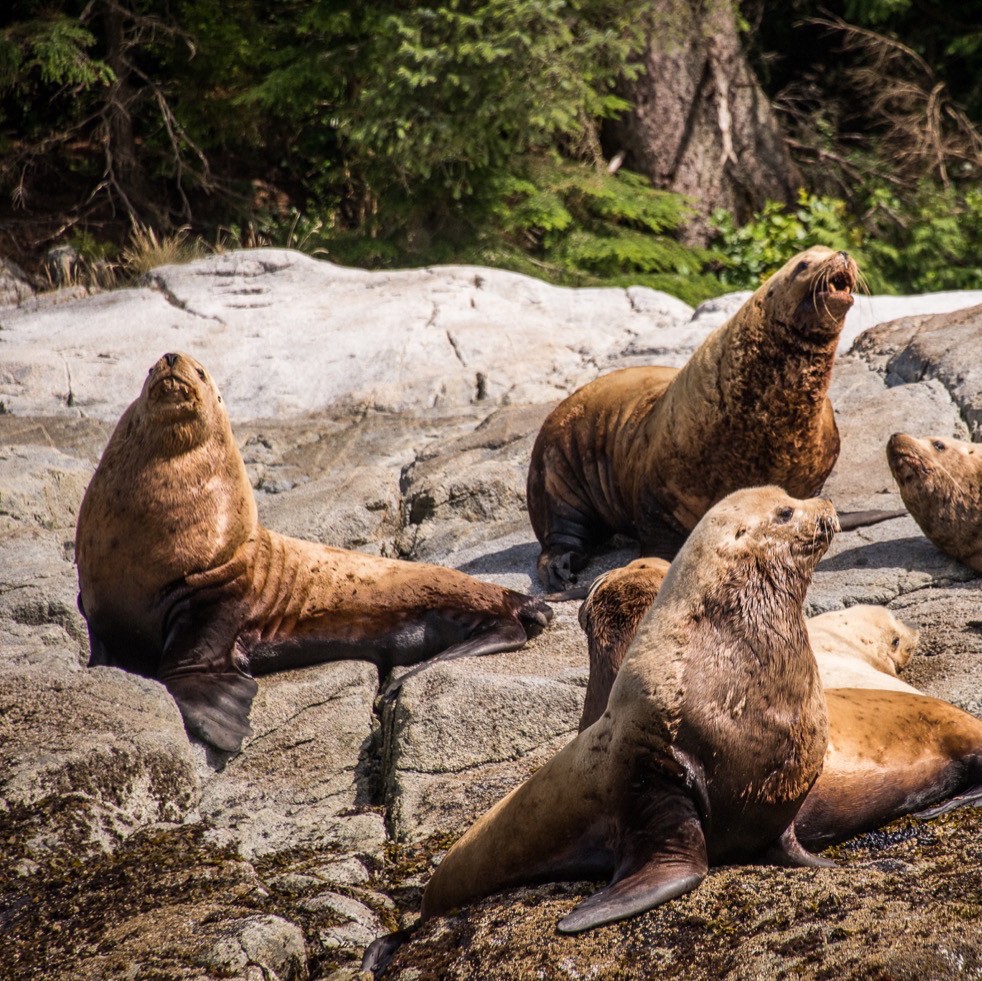 a group of sea lions lounging on rocks