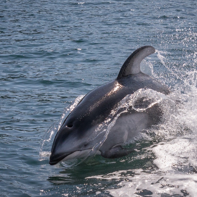 a dolphin is swimming in the water