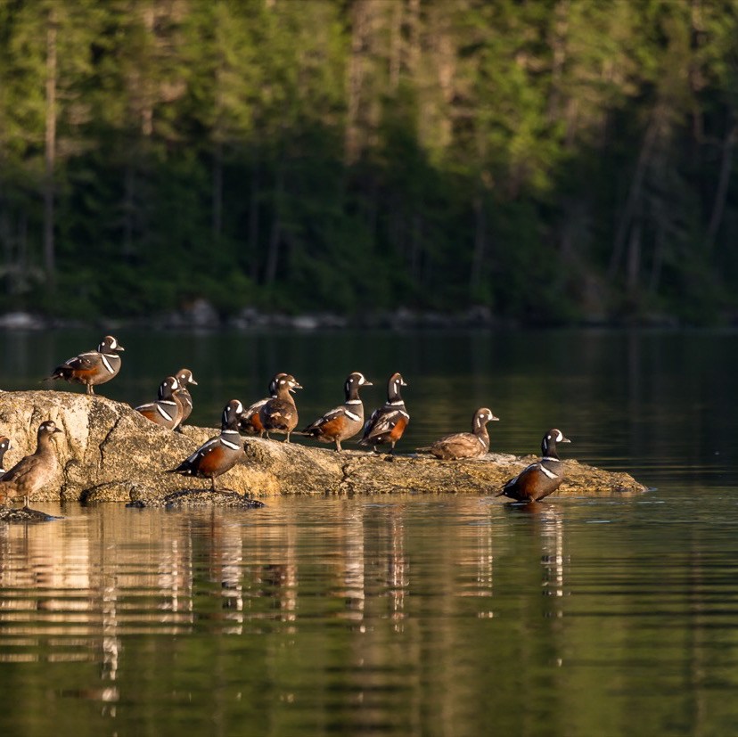 a flock of birds sitting on top of a rock in the water