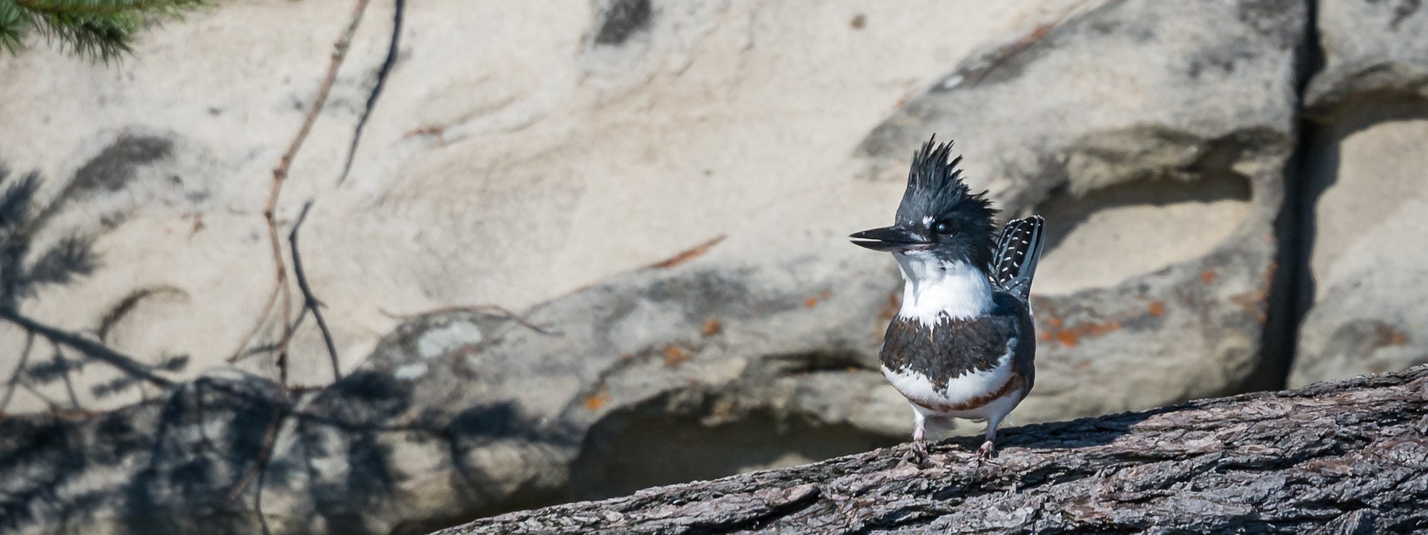 a small bird standing on top of a tree branch