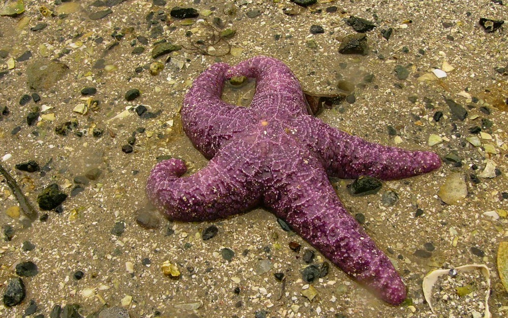 ochre sea star