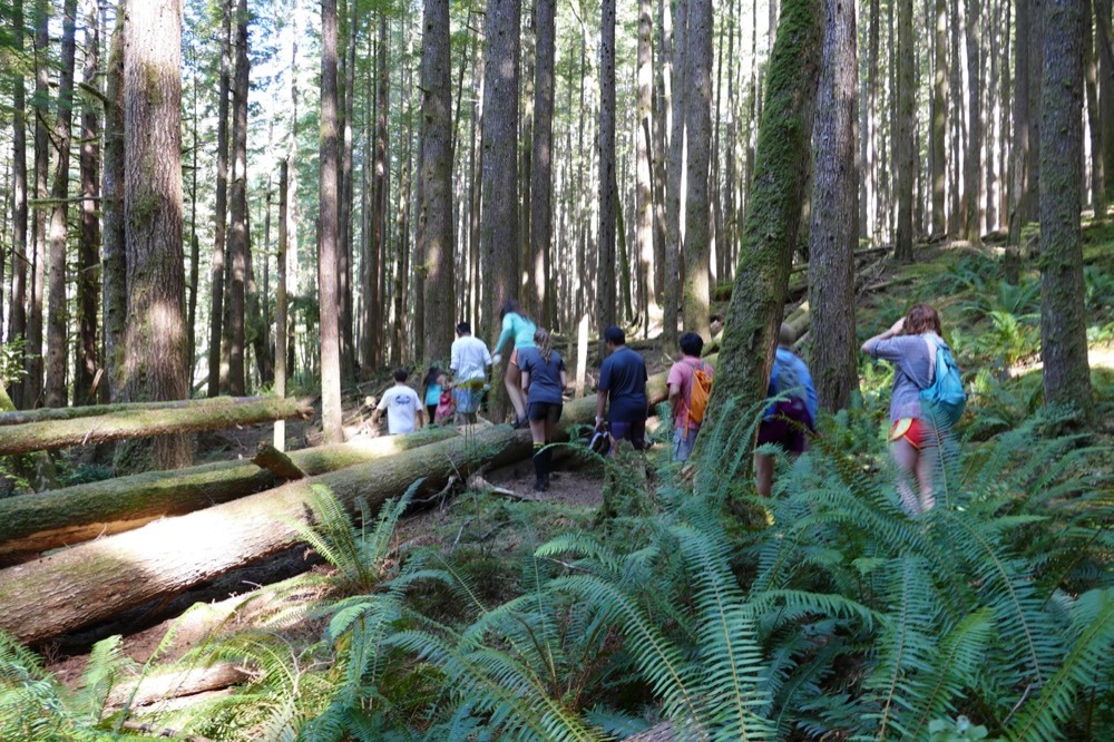 a group of people walking through a forest