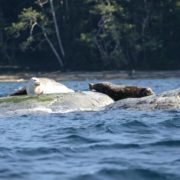 discovery-islands-1222-seals