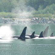 orca-camp-1045-killer-whales-surfacing