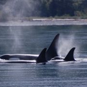 orca-camp-1047-killer-whales-surfacing
