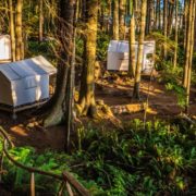 orca-camp-1143-wilderness-safari-tents