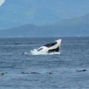 orca-camp-1222-killer-whale-surfacing