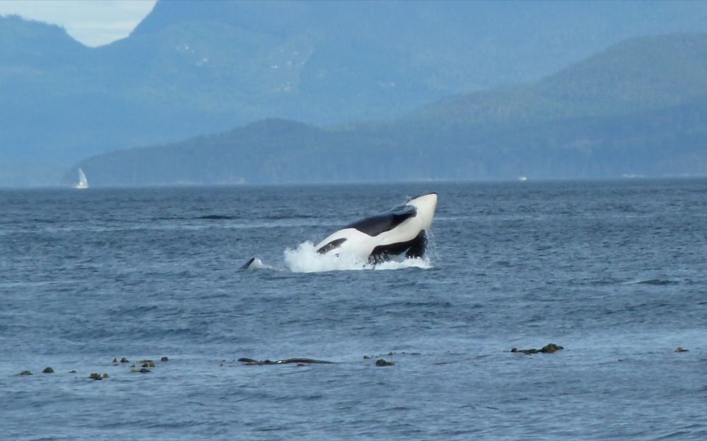 a whale is swimming in the ocean with mountains in the background