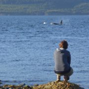 orca-camp-1634-orcas-killer-whales-1000x666
