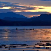 orca-camp-1643-orcas-killer-whales-1000x666