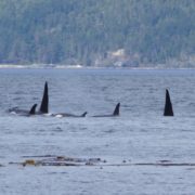 orca-camp-1654-orcas-killer-whales-1000x799