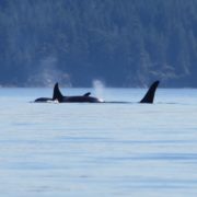 orca-camp-1661-orcas-killer-whales-1000x742