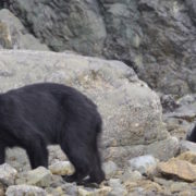 orca-camp-1669-wildlife-bears-resized-1000x550