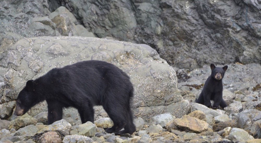 black bears on cracroft island bc