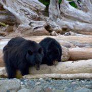 orca-camp-1673-wildlife-bears-1000x666