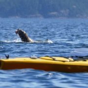 orca-camp-1676-wildlife-sea-lion-with-fish-1000x750