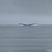 orca-camp-1681-wildlife-humpback-whale-tail