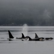 orca-camp-1727-orcas-killer-whales-1000x542