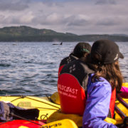 orca-camp-1730-orcas-killer-whales