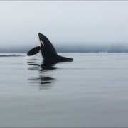 orca-camp-1732-orca-killer-whales