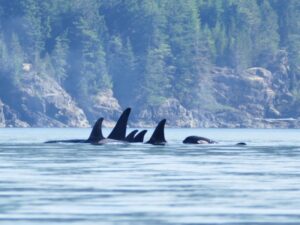 four orca's swimming in the water with trees in the background