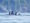 family of killer whales orca