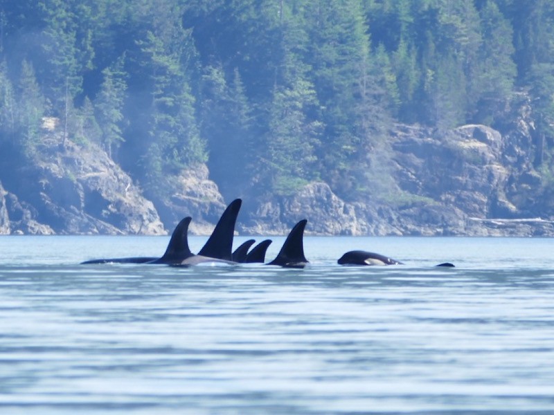 four orca's swimming in the water with trees in the background