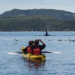 two people in a kayak looking at an orca whale