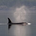 a large gray and white whale in the water