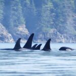 four orca's swimming in the water near some trees