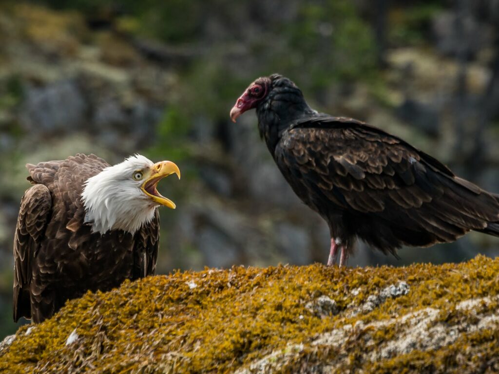 two bald eagles sitting on top of a moss covered hill