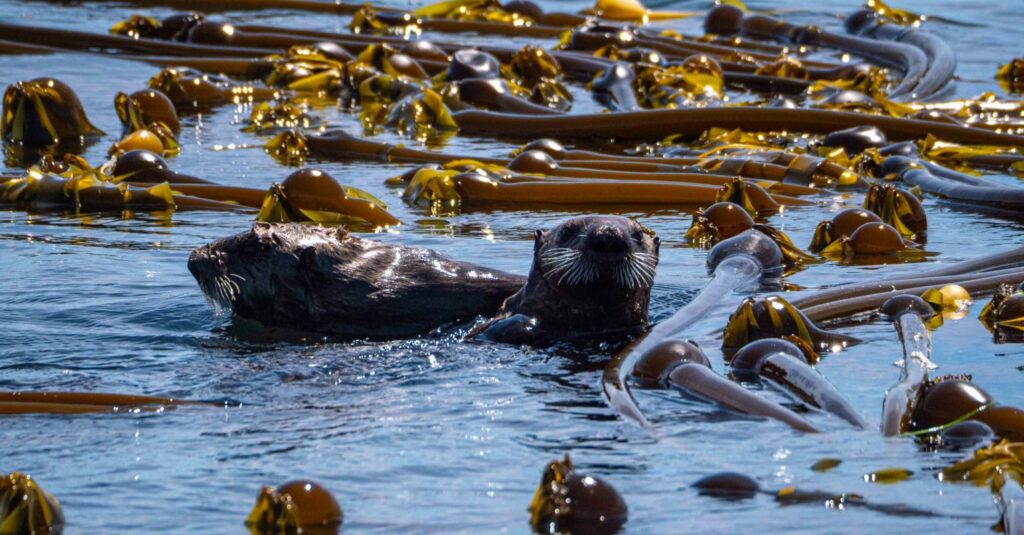 a sea otter swimming in the water surrounded by yellow buoys