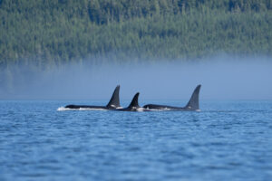 Three Killer whales viewed from kayaks