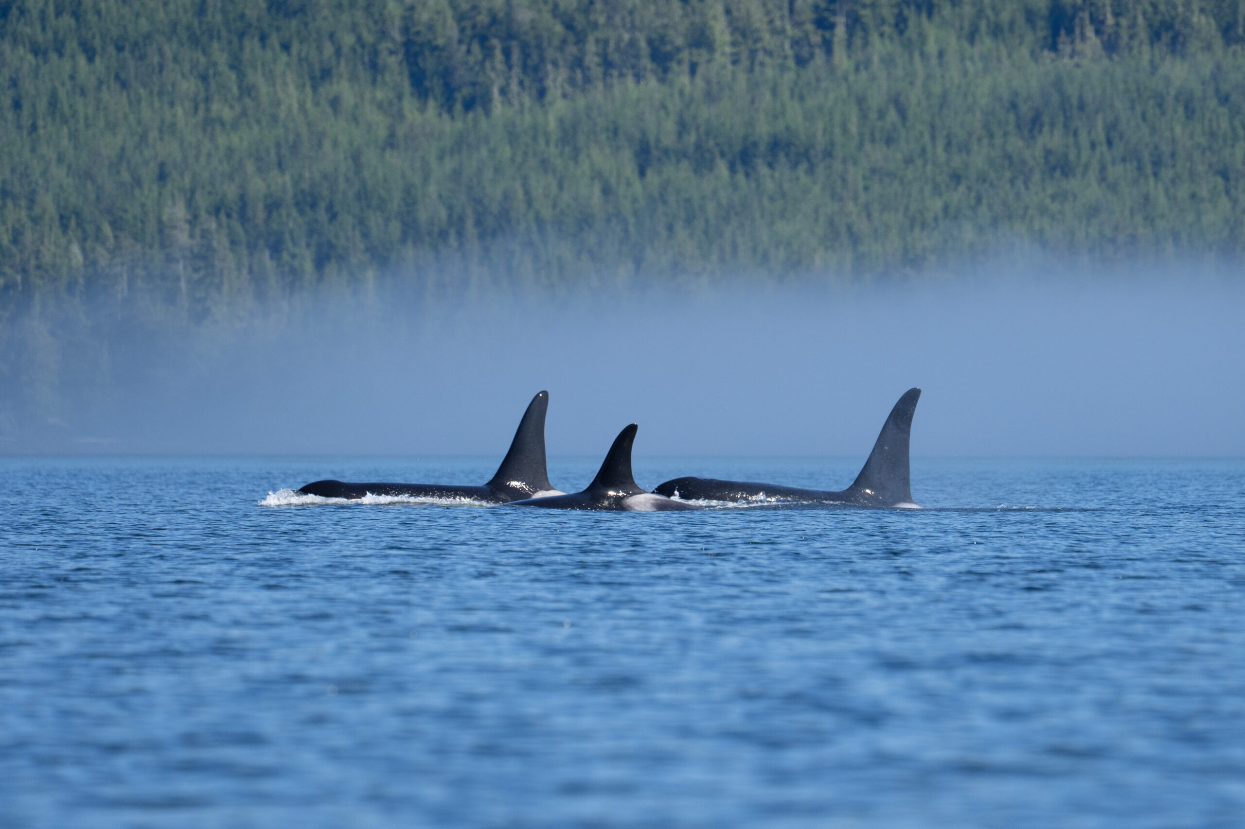 Three Killer whales viewed from kayaks