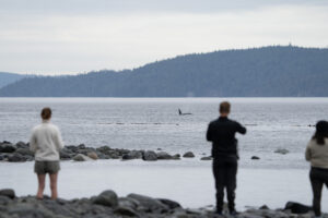 Whale Watching