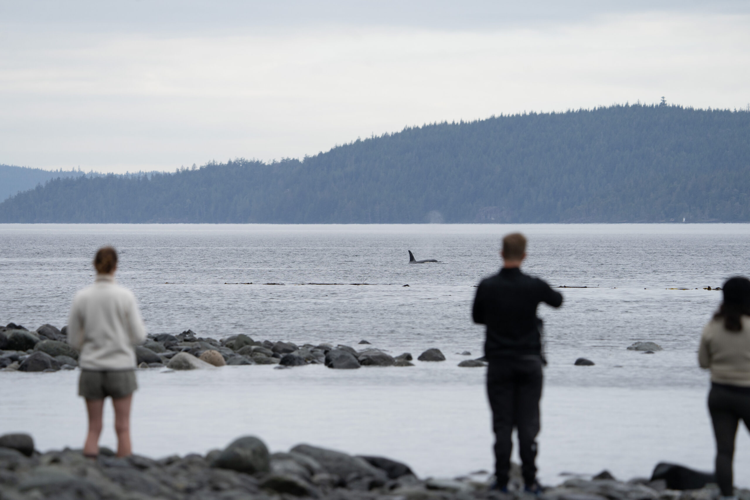 Whale Watching