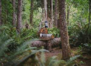 Lush green forest with a sink. Taps coming out of a wood cookie.