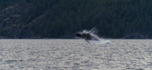 A humpback whale is breaching.