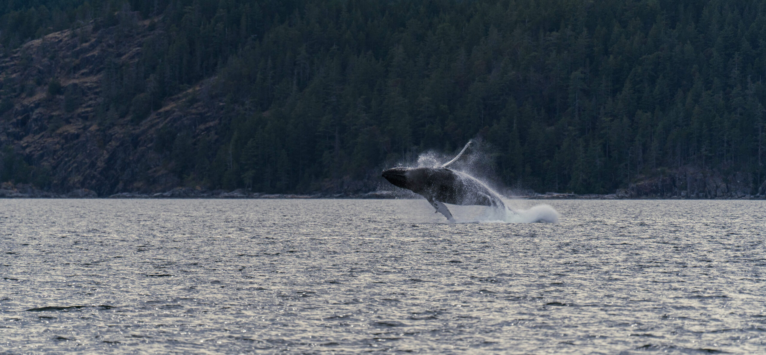 A humpback whale is breaching.